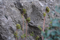 Pellaea myrtillifolia