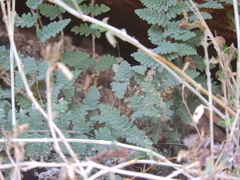 Myriopteris lindheimeri