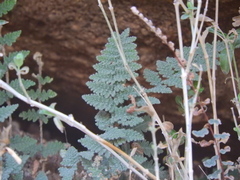 Myriopteris lindheimeri