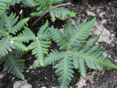 Notholaena standleyi