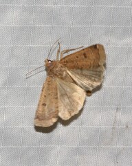 Abagrotis benjamini