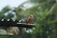 Argya striata