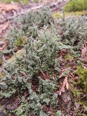 Cladonia squamosa