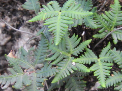 Notholaena standleyi