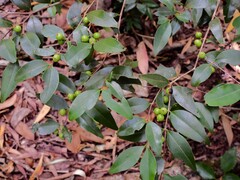 Memecylon pauciflorum