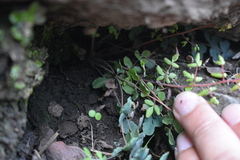 Pellaea myrtillifolia