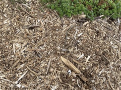 Thamnophis elegans vagrans