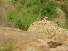 Ammospermophilus interpres