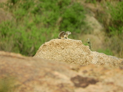 Ammospermophilus interpres