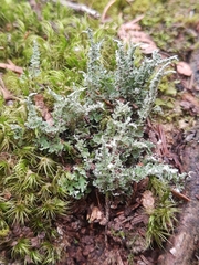 Cladonia squamosa