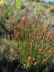 Elegia tectorum