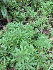 Galium aparine