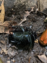 Coleoptera