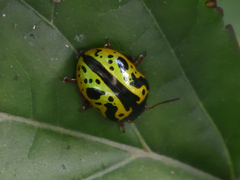 Calligrapha fulvipes