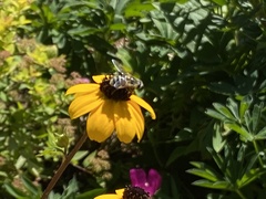Eristalis stipator
