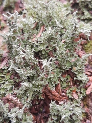 Cladonia squamosa