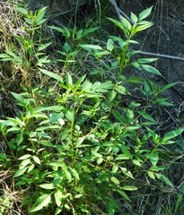 Bidens frondosa