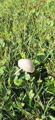 Conocybe apala