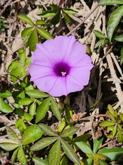 Ipomoea cairica
