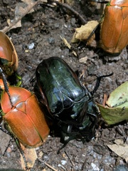 Coleoptera