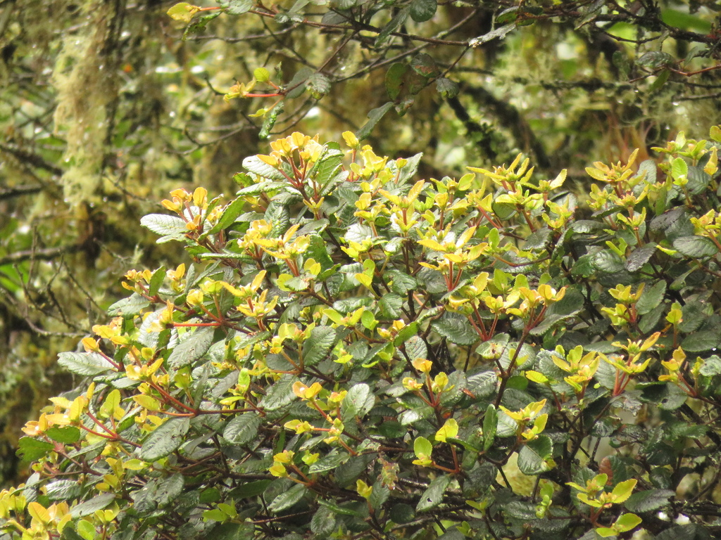 Weinmannia rollottii