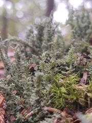 Cladonia squamosa