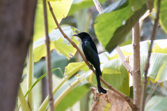 Dicrurus hottentottus