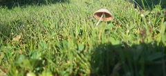 Conocybe apala