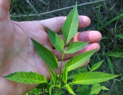 Bidens frondosa