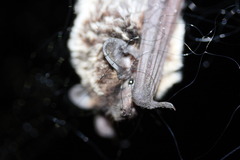 Vespertilio murinus