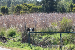 Microcarbo melanoleucos