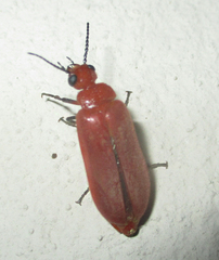 Synhoria testacea