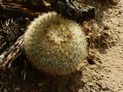 Mammillaria grusonii