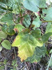 Toxicodendron diversilobum