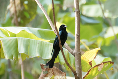 Dicrurus hottentottus