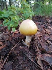 Amanita basii