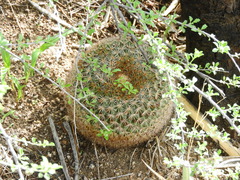 Mammillaria grusonii