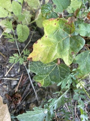 Toxicodendron diversilobum