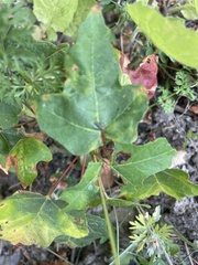 Toxicodendron diversilobum