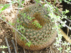 Mammillaria grusonii