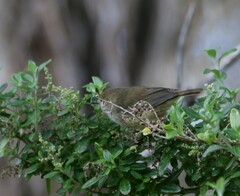 Acanthiza pusilla