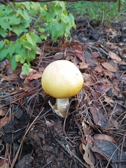 Amanita basii