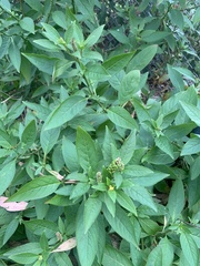 Phytolacca octandra
