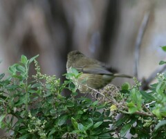 Acanthiza pusilla