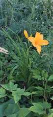 Hemerocallis lilioasphodelus