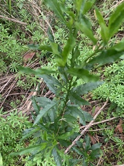 Solanum pseudocapsicum