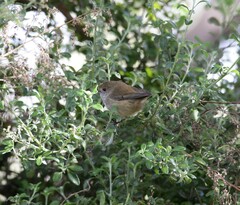 Acanthiza pusilla