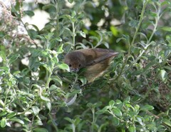 Acanthiza pusilla