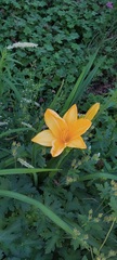 Hemerocallis lilioasphodelus