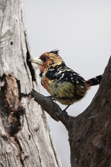 Trachyphonus vaillantii vaillantii